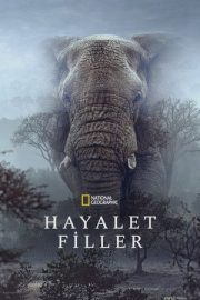 Hayalet Filler 2026