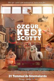 Özgür Kedi Scotty 2026